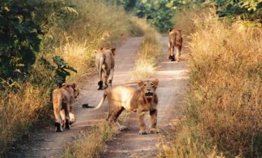 Gir National Park