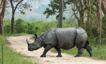 Kaziranga