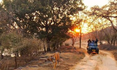 Ranthambore