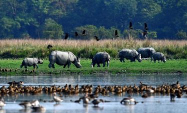 Kaziranga + Shillong + Guwahati